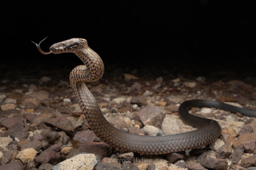 Golden-crowned Snake sighting
