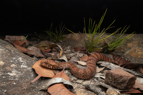 Southern Death Adder sighting