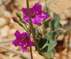 Commicarpus pentandrus, photograph author not stated, no rights reserved