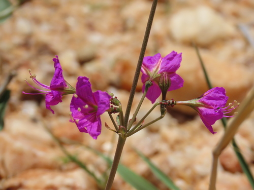 Commicarpus pentandrus, photograph 6