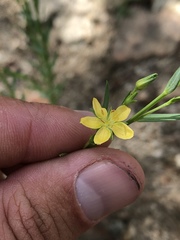 Linum neomexicanum