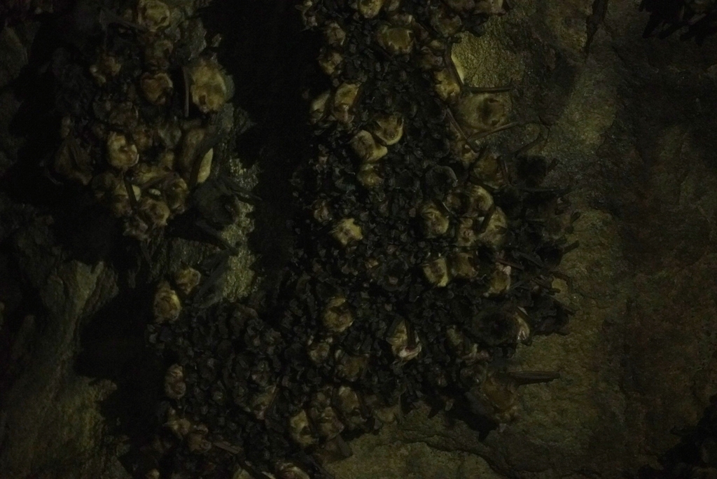 Temminck's Myotis