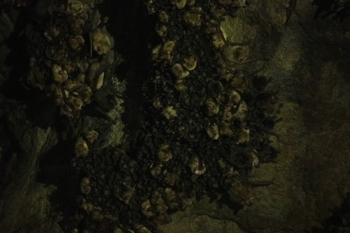 Temminck's Myotis