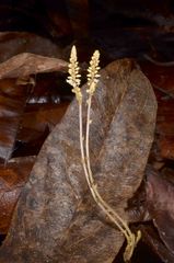 Epirixanthes