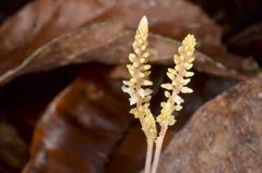 Epirixanthes