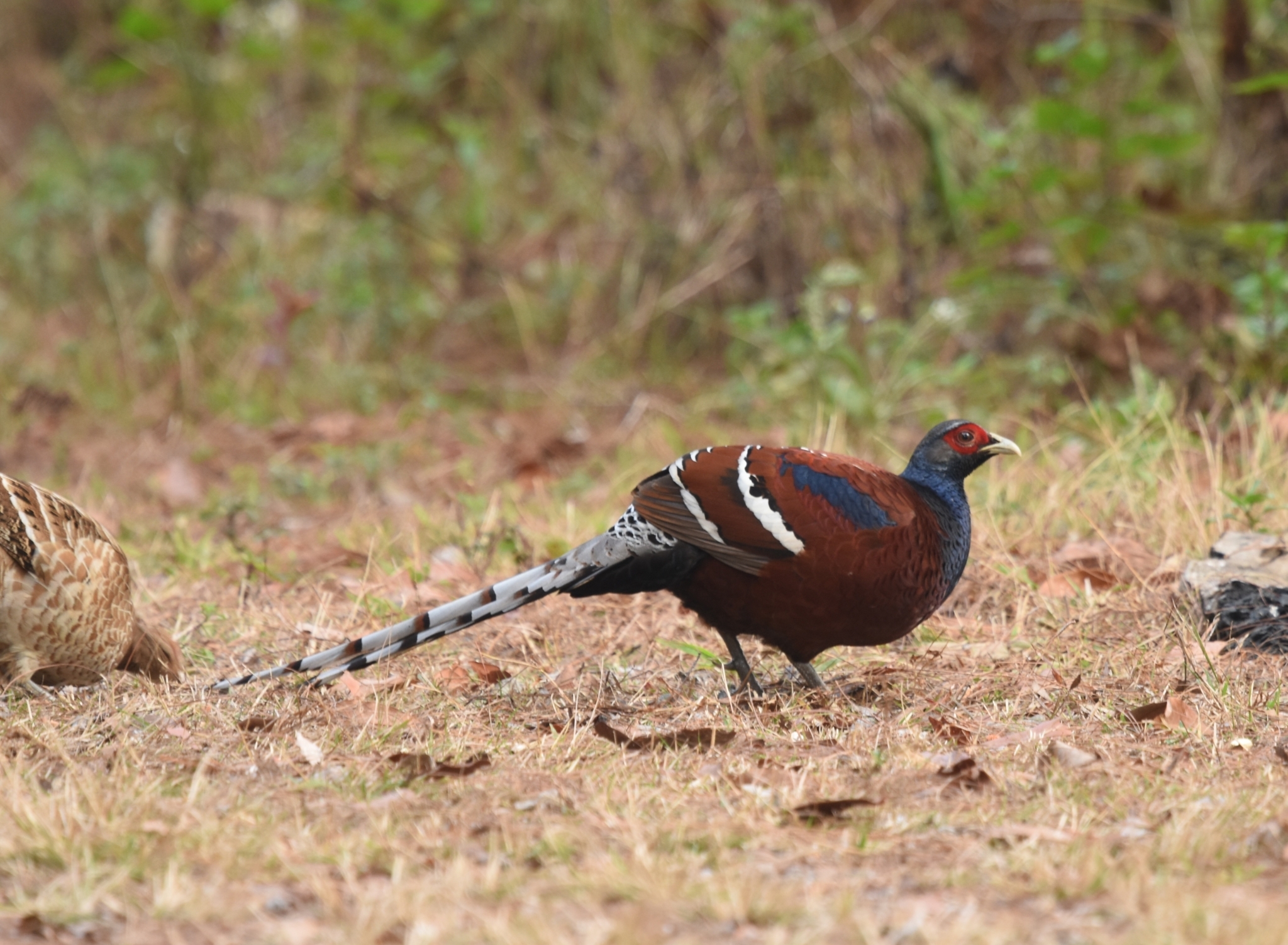 Mrs. Hume's Pheasant
