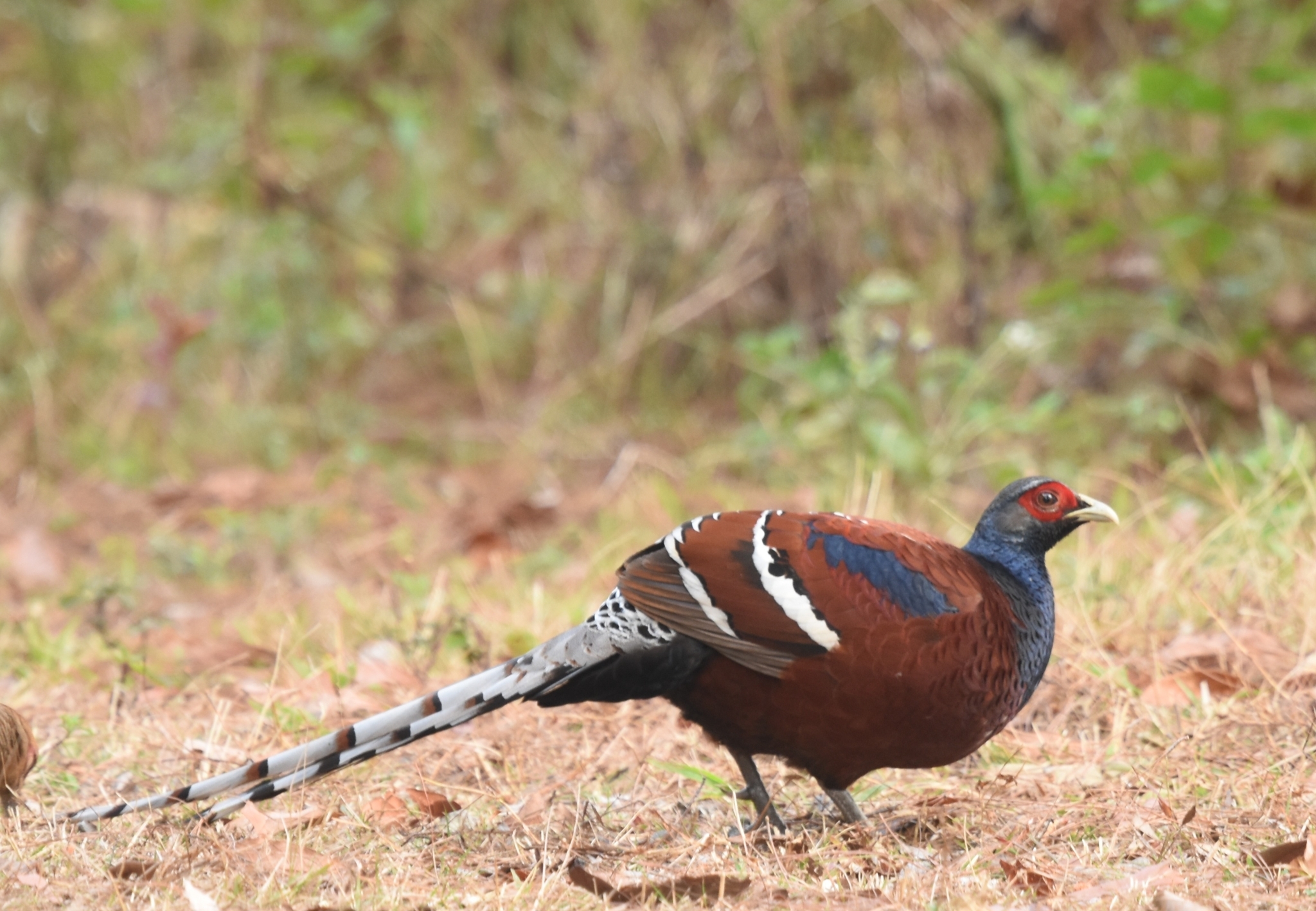 Mrs. Hume's Pheasant