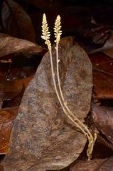 Epirixanthes