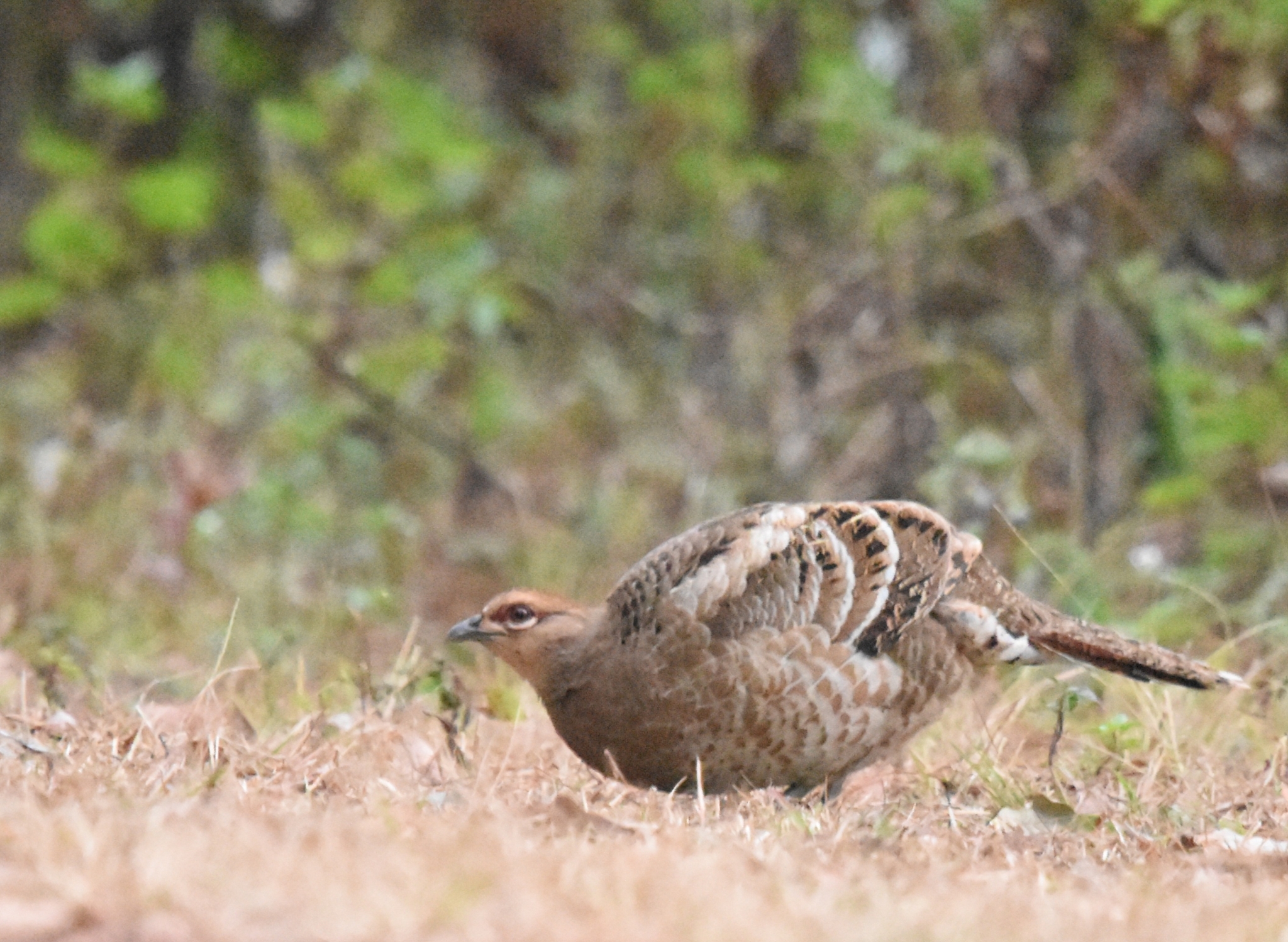 Mrs. Hume's Pheasant