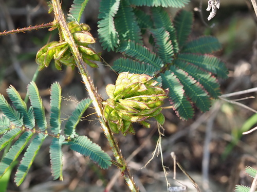 Image of Mimosa diplotricha by no rights reserved