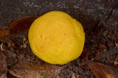 Scleroderma sinnamariense