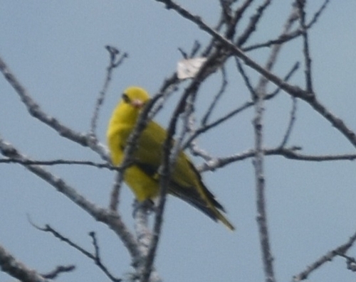 Slender-billed Oriole (Oriolus tenuirostris), photo 8