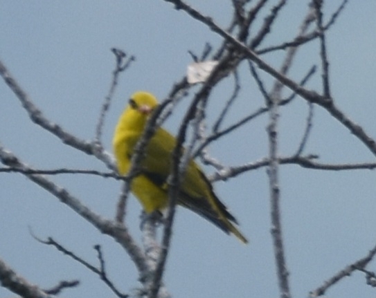 Slender-billed Oriole