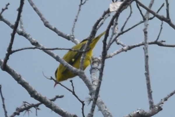 Slender-billed Oriole