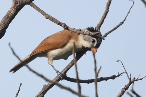 Grey-headed Parrotbill (Paradoxornis gularis), photo 6