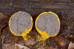Scleroderma sinnamariense