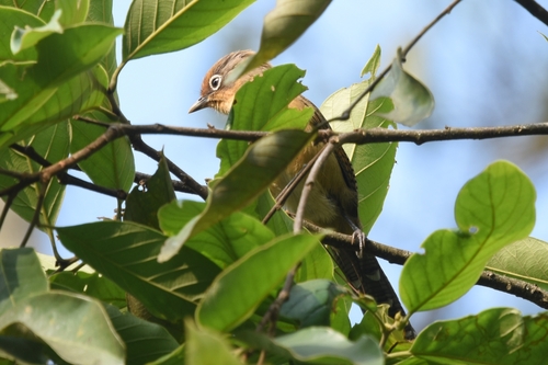 Spectacled Barwing (Actinodura ramsayi)