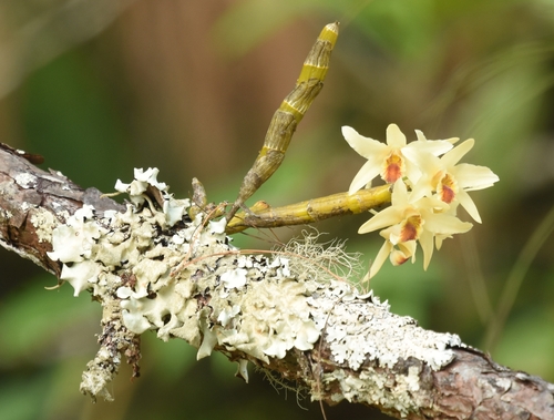Dendrobium heterocarpum, photograph 4