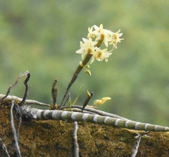 (c) Guy Babineau, some rights reserved (CC BY) Dendrobium heterocarpum, photograph (c) Guy Babineau, some rights reserved (CC BY)