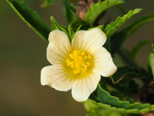 Image of Common Wireweed (Sida acuta) by no rights reserved