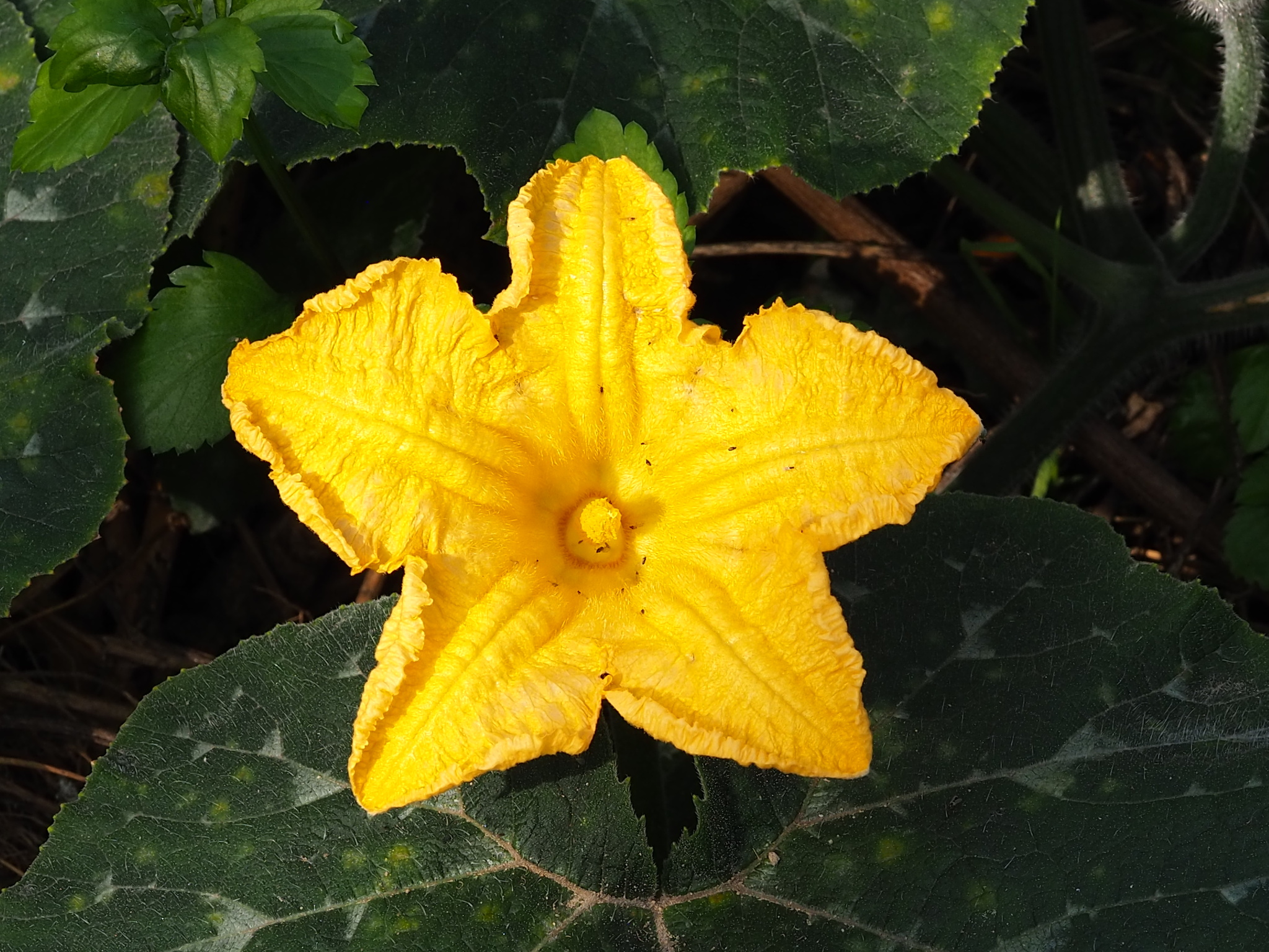 Photo by 葉子 via iNaturalist (Copyright 葉子)