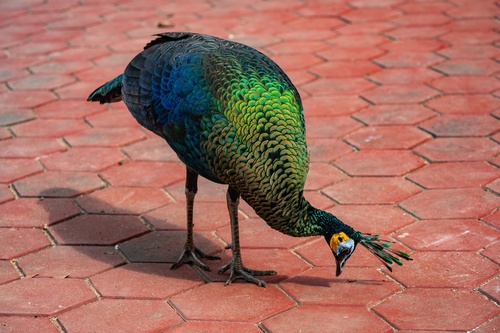 Green Peafowl