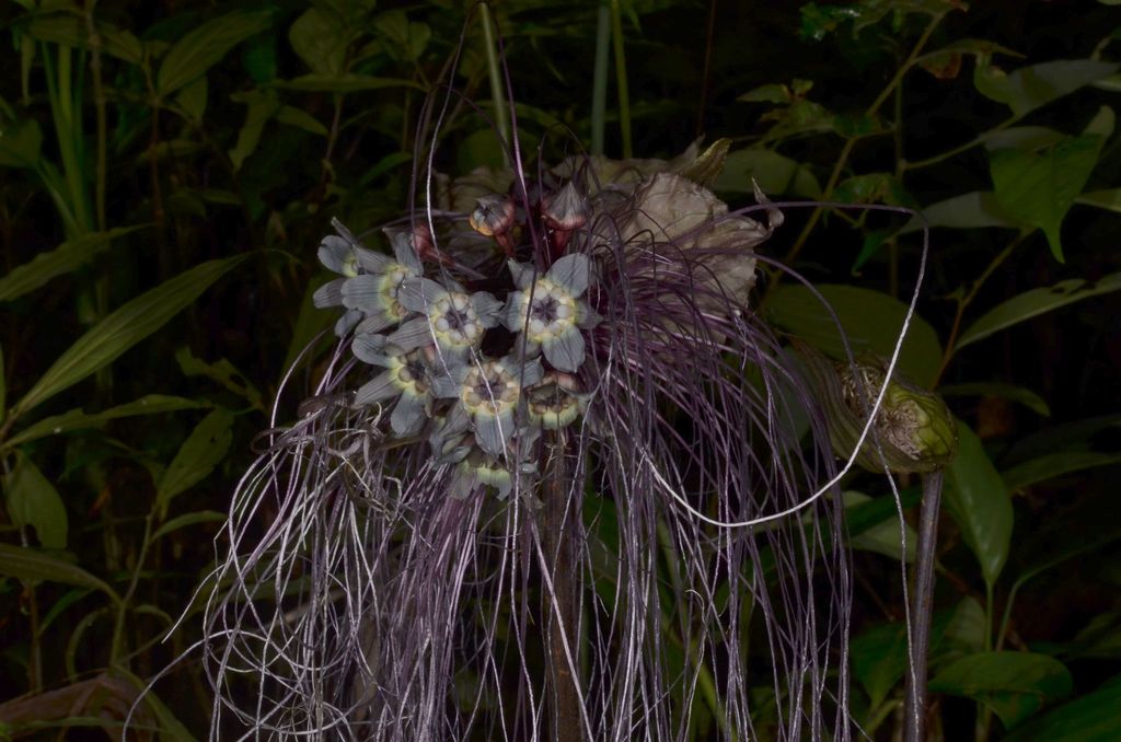 Tacca chantrieri, Сагайн, Мьянма (Бирма)