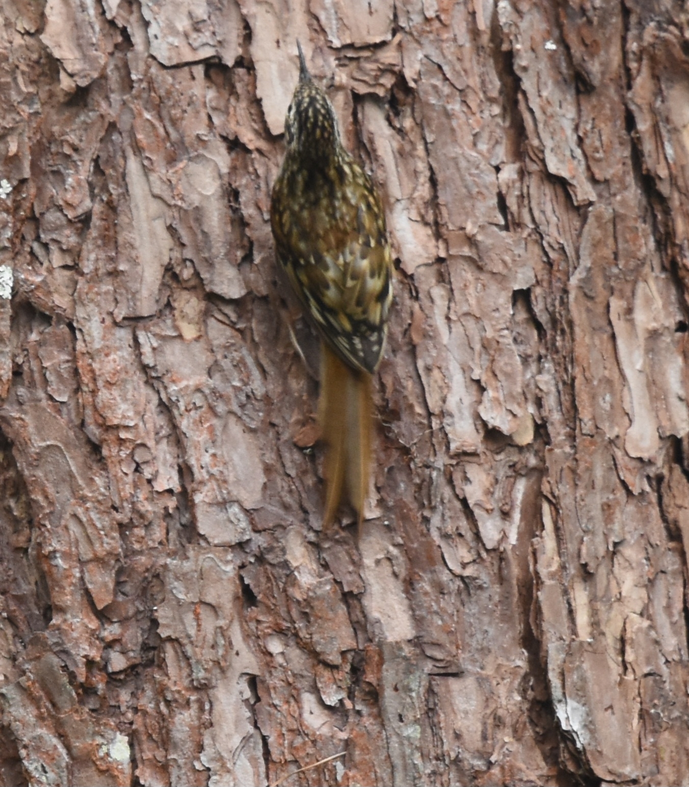 Hume's Treecreeper