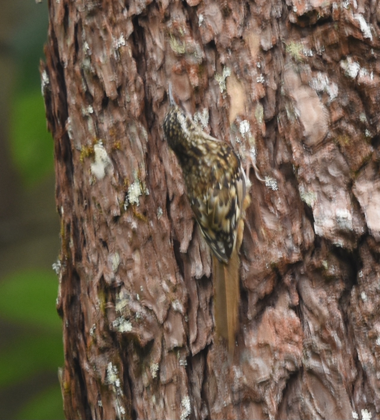 Hume's Treecreeper