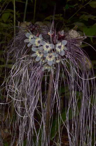 Tacca chantrieri