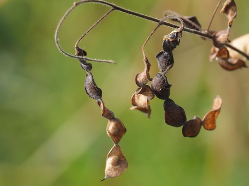 Image of Desmodium tortuosum by no rights reserved