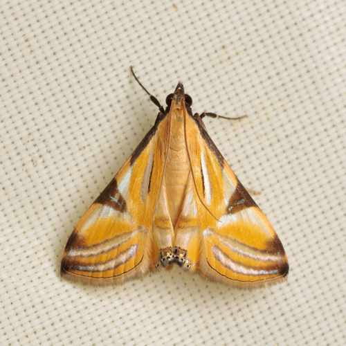 Talanga sexpunctalis Moore, 1877