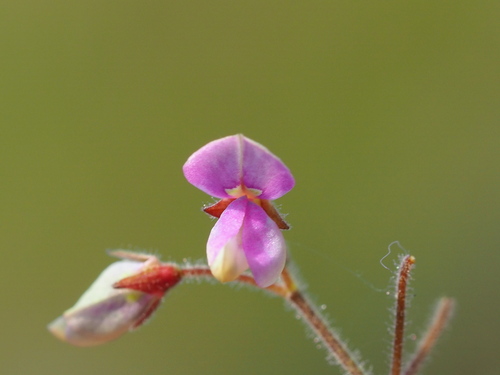 Image of Desmodium tortuosum by no rights reserved