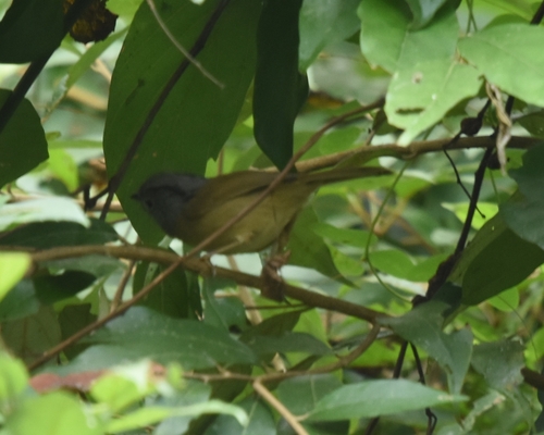 Yunnan Fulvetta (Alcippe fratercula), photo 4
