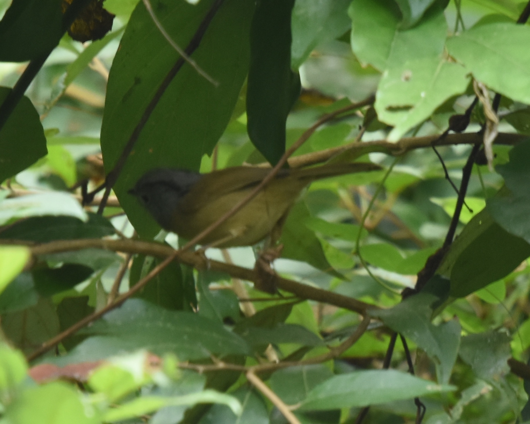 Yunnan Fulvetta (Alcippe fratercula), photo 10
