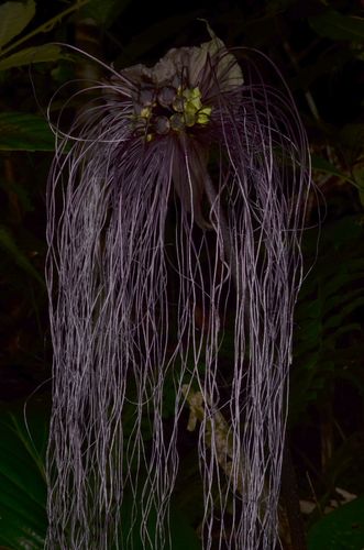 Tacca chantrieri