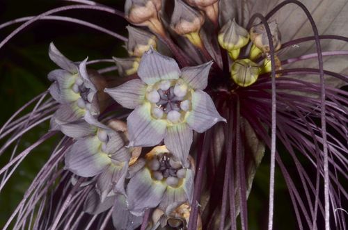 Tacca chantrieri