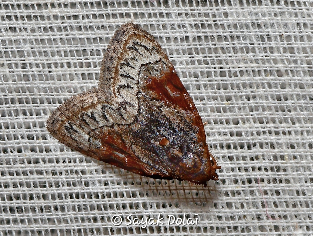 Meganola ruficostata