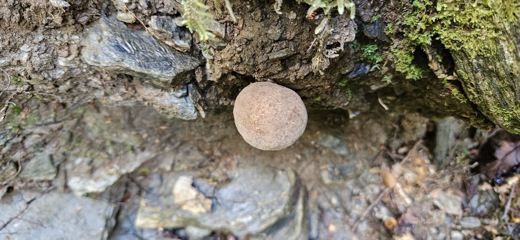 Boletus leptospermi · February 2025 · photo: © shane212 (iNaturalist, cc0)