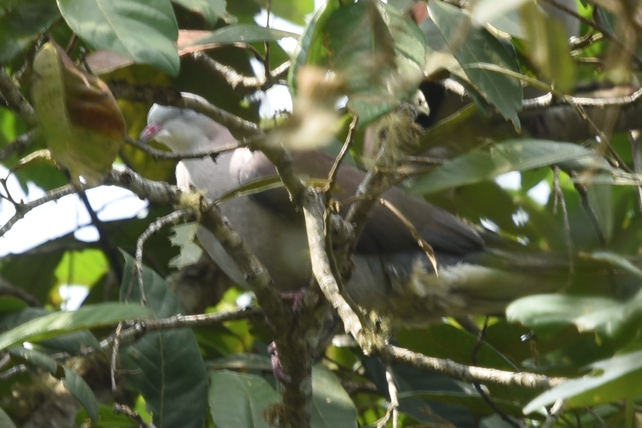 Mountain Imperial Pigeon