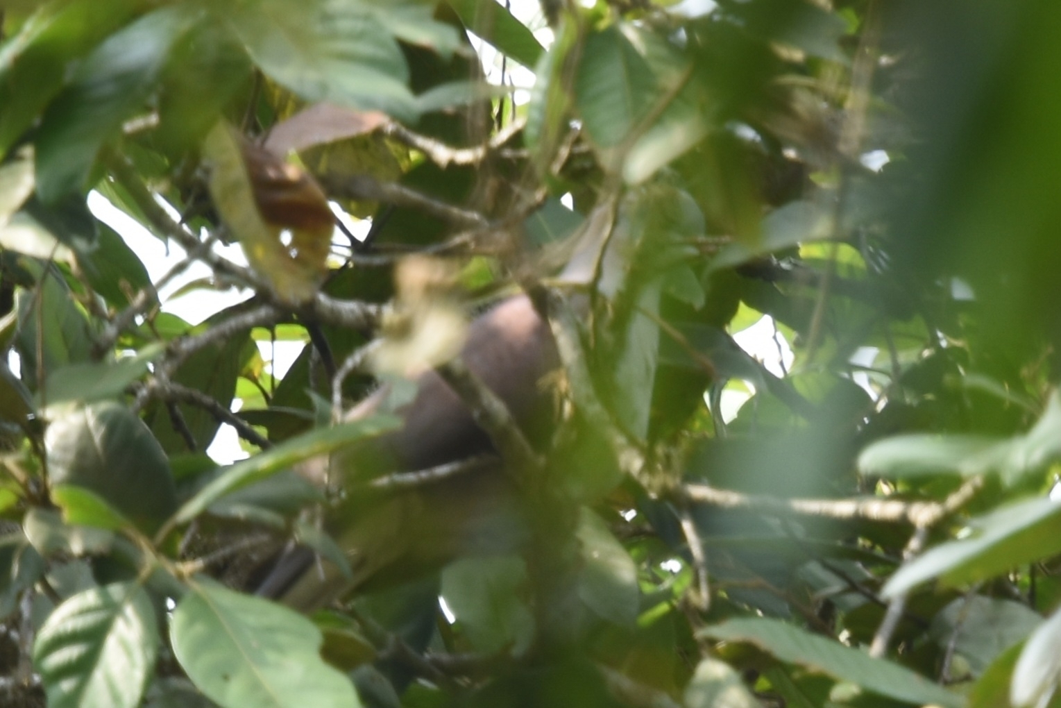 Mountain Imperial Pigeon