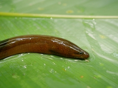 Marbled Swamp Eel photo 2