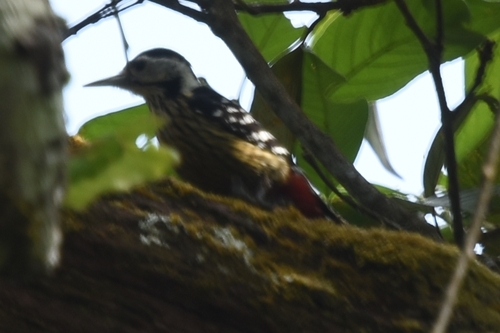 Pic à poitrine rayée (Dendrocopos atratus)