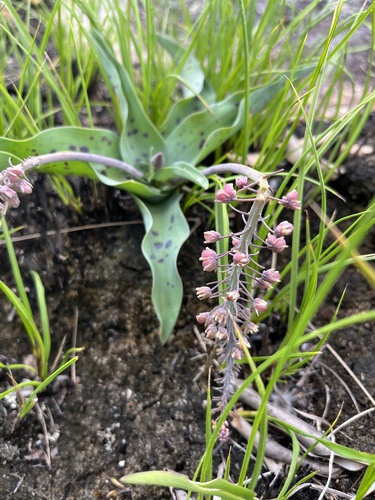 Image of Ledebouria asperifolia by (c) katuchka, some rights reserved (CC BY)