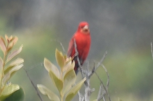 Scarlet Finch (Carpodacus sipahi)