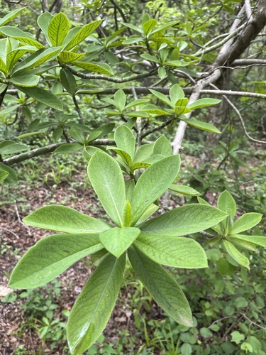 Euphorbia cupularis