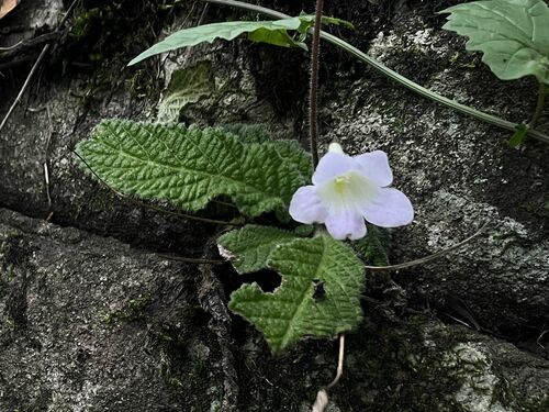Streptocarpus roseoalbus, photograph 5
