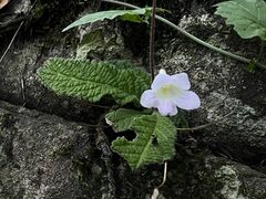 katuchka, CC BY, iNaturalist via GBIF Streptocarpus roseoalbus, photograph katuchka, CC BY, iNaturalist via GBIF