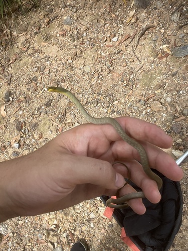 Common Tree Snake sighting