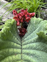 (c) katuchka, some rights reserved (CC BY) Streptocarpus dunnii, photograph (c) katuchka, some rights reserved (CC BY)